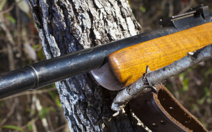 Old wood stocked rifle using a branch for a long shot rest