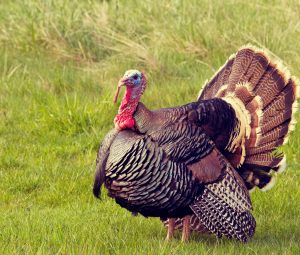 Best Guns for Turkey Hunting