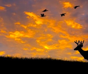New Virginia Deer Hunting App